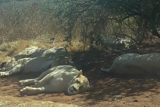 Rhino & Lion Nature Reserve - Best fit: who this day trip suits best