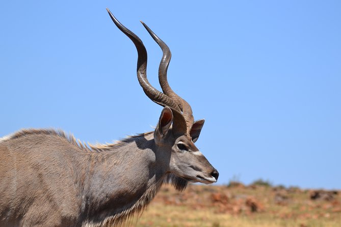 Rhino & Lion Park from Johannesburg - What animals to watch for during the guided game drive