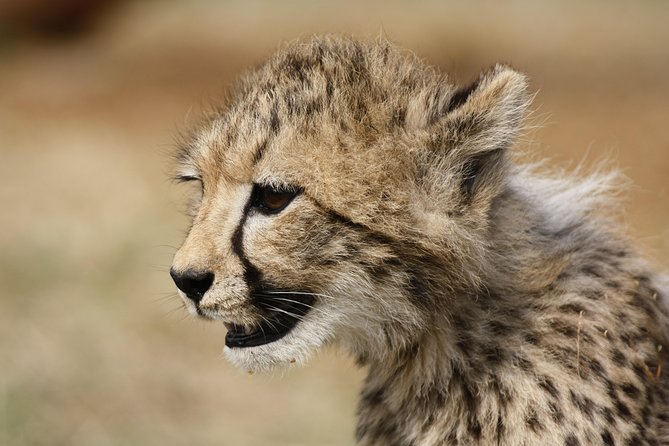 Rhino & Lion Park from Johannesburg - What is included, what is not, and how to plan your day