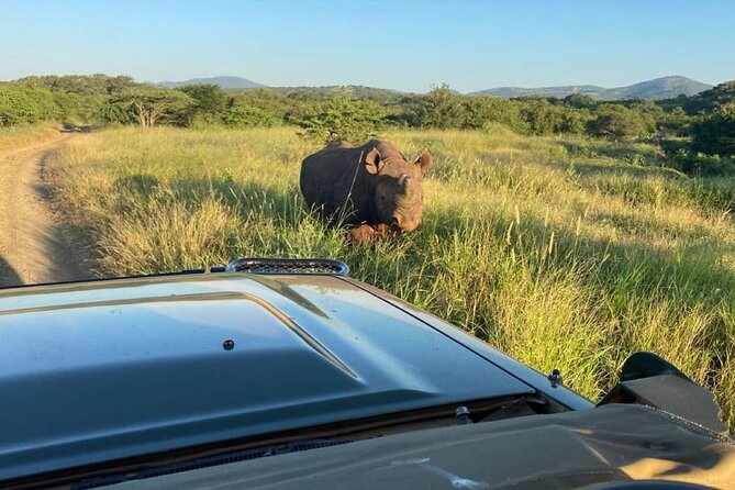 Richards Bay: Big 5 Luxury Safari at Manyoni Private Game Reserve - Why this Big 5 safari from KwaZulu-Natal feels smart