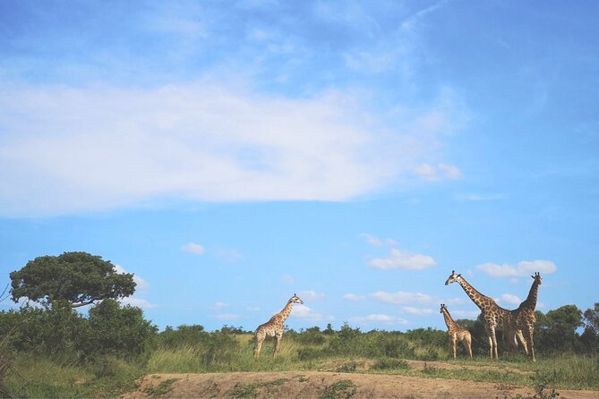 Richards Bay: Big 5 Luxury Safari at Manyoni Private Game Reserve - Afternoon game drive: second chances at different sightings