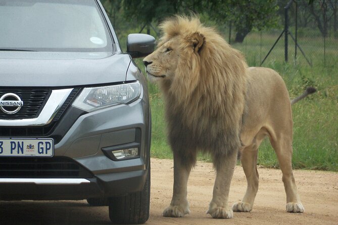 Roar through the bush Quadbike Safari Adventure near Johannesburg - Guides Can Split Riders for a Better ATV Experience
