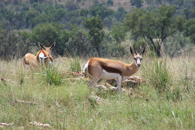 Roar through the bush Quadbike Safari Adventure near Johannesburg - Price and Value: What $262.02 Buys You Here