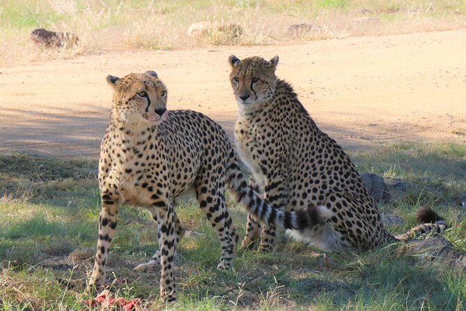 Roar through the bush Quadbike Safari Adventure near Johannesburg - What a Private Guide Adds When Wildlife Gets Real