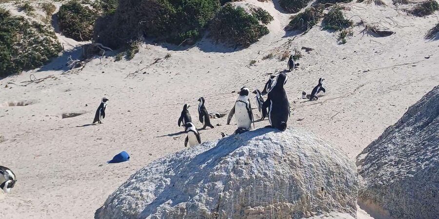 Robben island,Cape of good hope ,Penguin, Muizenberg,Bokaap - Price and logistics, does this feel like a good deal?