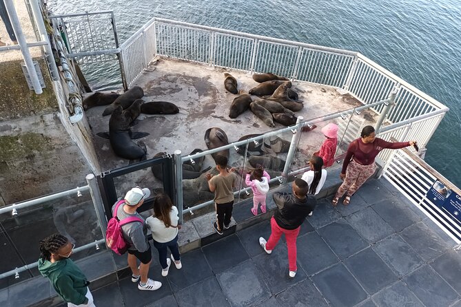 Robben Island Cape Of Good Hope Penguins Including Ferry Ticket - Cape of Good Hope entry stop: fynbos, protea, baboons, and baby tortoises