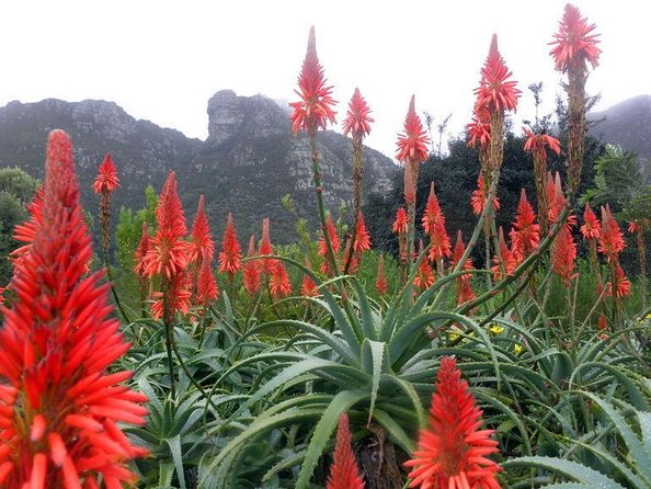 Robben Island ,Kirstenbosch Gardens and Groot Constantia. - “Long March to Freedom” and what to pay attention to on the island