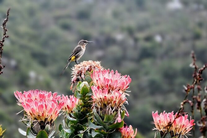 Robben Island, Table Mountain and kirstenbosch from Cape Town - Robben Island Museum: bus tour versus prison tour (and what that means)