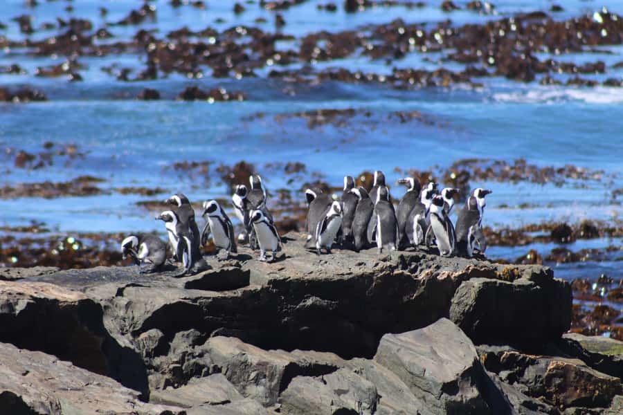 Robben Island,Table Mountain Full day Private Tour Cape Town - Lunch at the V&A Waterfront: Use the Time Instead of Just Waiting