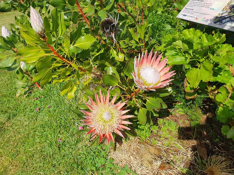 Robben Island, Table Mountain & Kirstenbosch, From Cape Town - Kirstenbosch Botanical Garden at the foot of Table Mountain