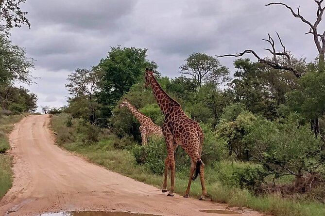 Sabi Sand Sunset Safari - Perry’s Bridge to Umkumbe Bush Lodge: A Simple Plan With Comfortable Transfer