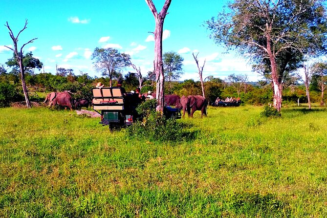 Sabi Sand Sunset Safari - Group Size, Vehicle Comfort, and the Real Logistics That Affect Your Mood