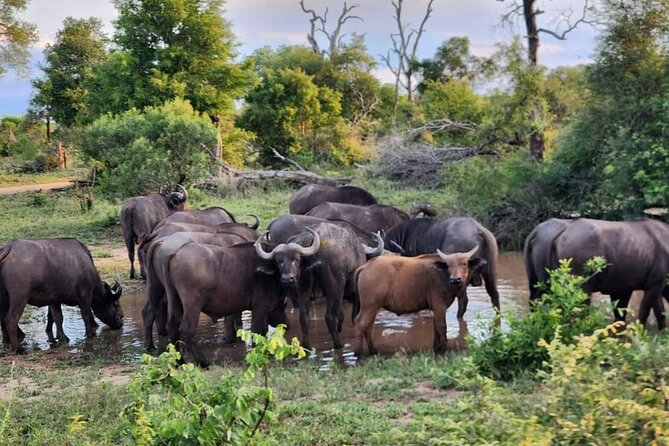 Sabi Sand Sunset Safari - Value Check: Is About $199.55 Per Person a Good Deal?