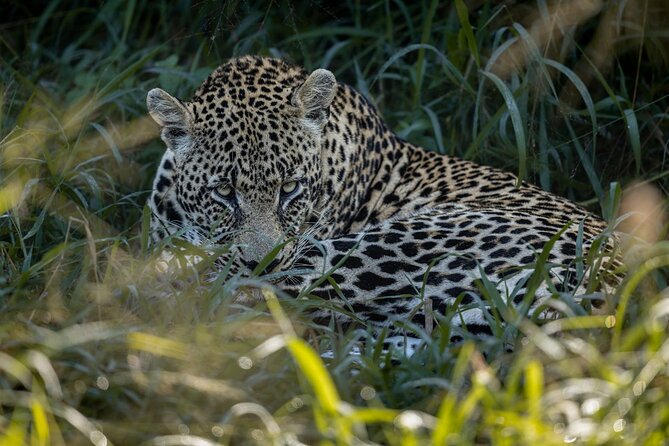 Sabie Game Reserve Sunset Safari Tour with Sundowners - Entering Sabi Sand at dusk, not in peak-day chaos