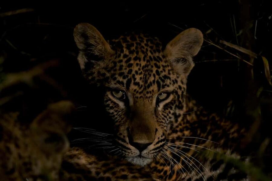 Sabie Game Reserve: Sunset Safari with Sundowners - Key moments that make this safari feel worth it