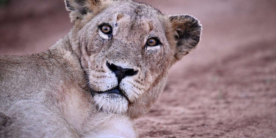 Sabie Game Reserve: Sunset Safari with Sundowners - What to bring, based on real conditions at dusk