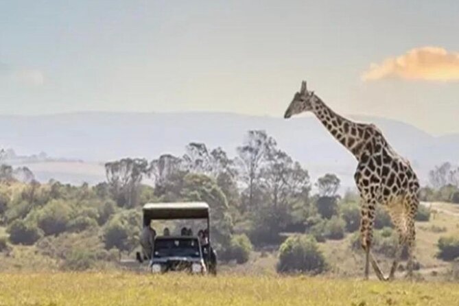 SAFARI Aquila Game Reserve - Round trip + Lunch incl. (Cape Town) - Cape Town To Aquila, The 7.5-Hour Plan That Makes a Safari Work