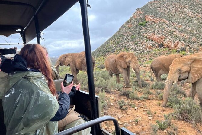 SAFARI Aquila Game Reserve - Round trip + Lunch incl. (Cape Town) - Road Trip Reality: Comfort, Bumps, and How to Get Ready