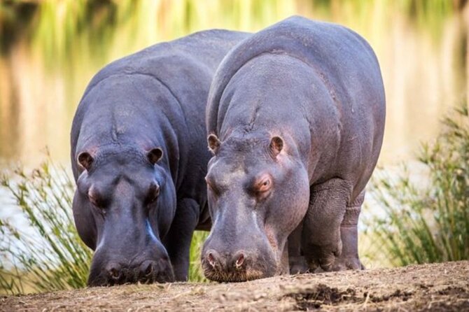 SAFARI Aquila Game Reserve - Round trip + Lunch incl. (Cape Town) - The Safari Core: Open Vehicle Sunset Drive in the Karoo