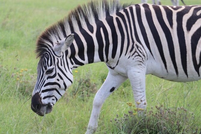 SAFARI Aquila Game Reserve - Round trip + Lunch incl. (Cape Town) - Rangers and Drivers Who Keep the Day Smooth