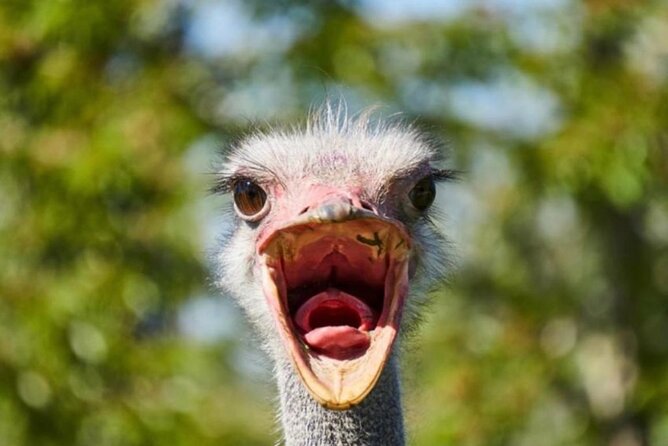 SAFARI Aquila Game Reserve - Round trip + Lunch incl. (Cape Town) - Meeting Point at the Silo, Then You’re Off