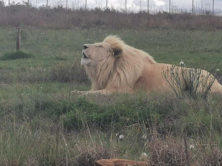 Safari at Lion and Rhino Park / Lesedi Culture Village - Where This Half-Day Safari Starts (Midrand to the Cradle of Humankind)