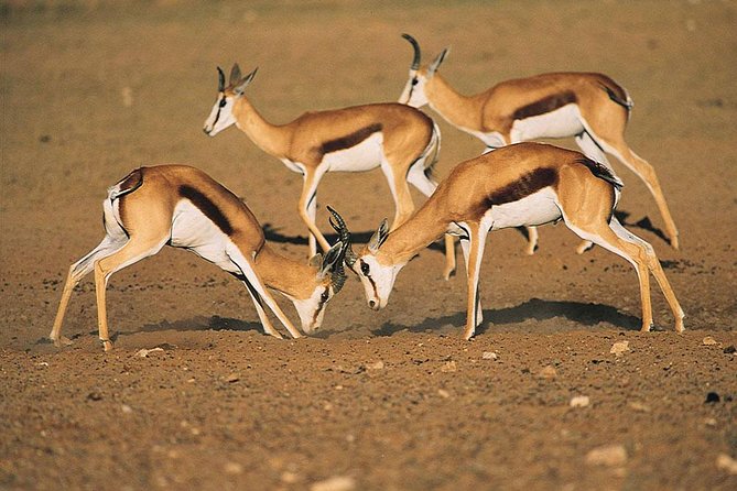 Safari Experience at Rhino & Lion Park - Key highlights you can count on