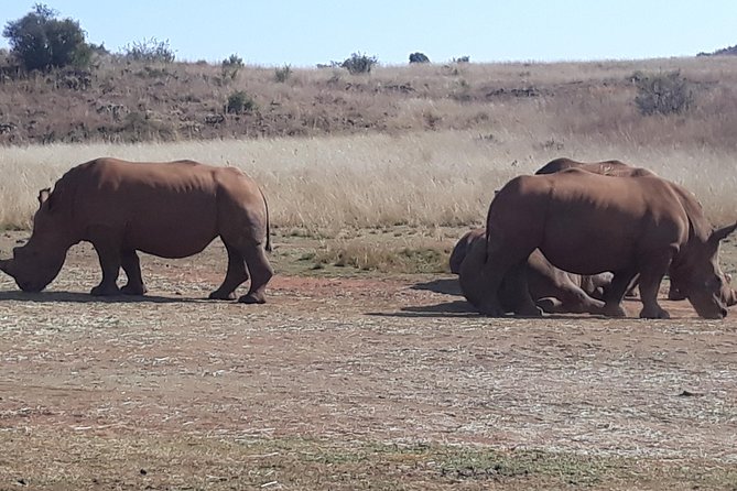 Safari Experience at Rhino & Lion Park - Why the Cradle of Humankind makes this safari worth your time