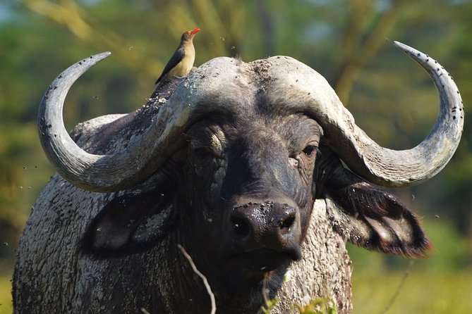 Safari Experience at Rhino & Lion Park - Rhino and Lion Nature Reserve: what the 4 hours feels like