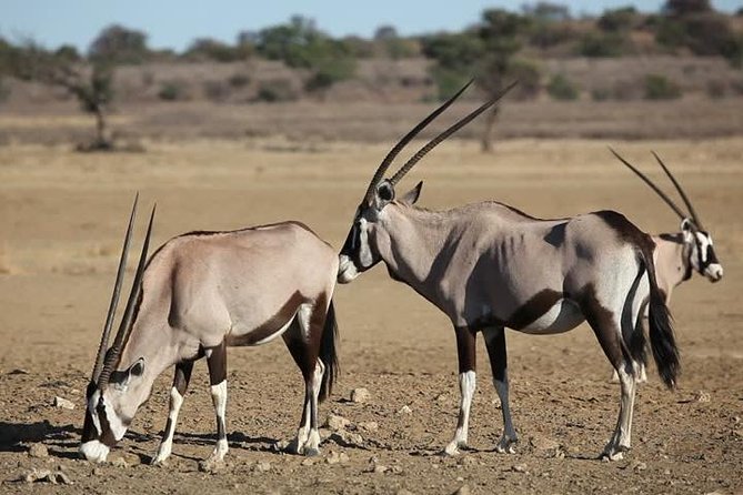 Safari Experience at Rhino & Lion Park - Your animal checklist: who you might spot, and how to look