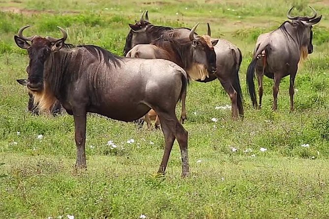 Safari Experience at Rhino & Lion Park - Guide impact: why Stephen’s approach can change the visit