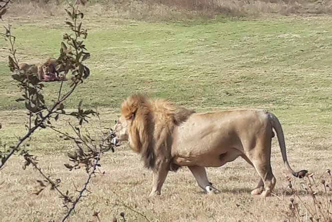 Safari Experience at Rhino & Lion Park - How much time you truly get, and how to plan around it