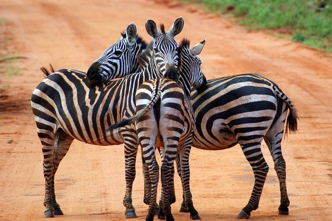 Safari Experience at Rhino & Lion Park - Who this safari suits best (and who should adjust expectations)