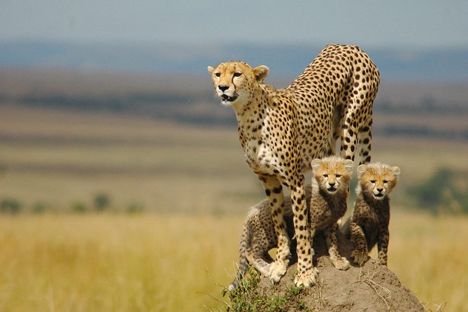 Safari Experience at Rhino & Lion Park - Private pickup and mobile ticket, the day stays simple