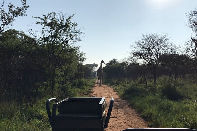Safari Game Drive: Dinokeng Game Reserve - Your 5.5-hour plan, from pickup to the main game drive