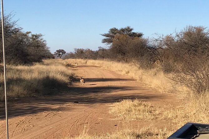 Safari Game Drive: Dinokeng Game Reserve - Open-back 4x4 safari truck, why that viewing feels different