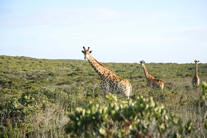 Safari Game Drive - Yzerfontein - Key highlights to know before you go