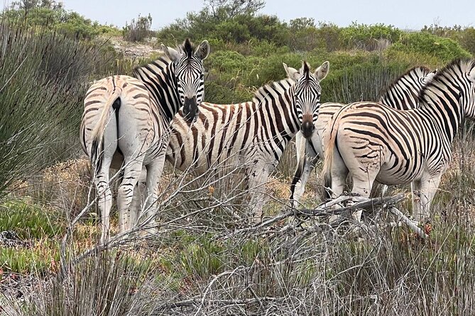 Safari Game Drive - Yzerfontein - The Drive Itself: About 3 Hours of Animal Time Plus Breaks