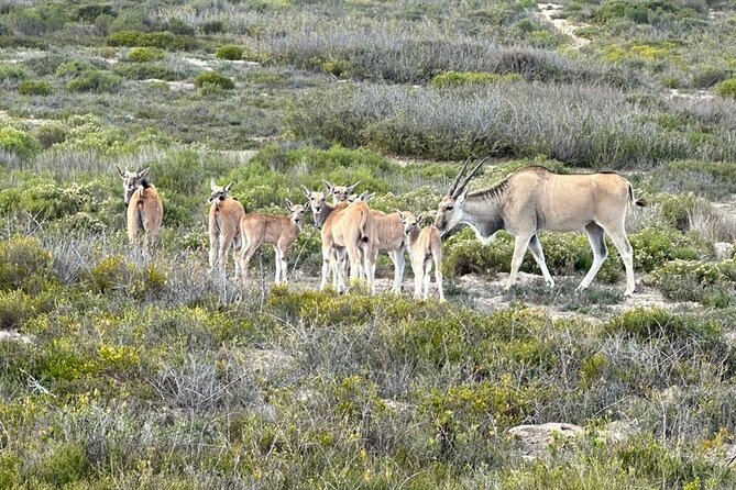 Safari Game Drive - Yzerfontein - What You Can See: Giraffe, Zebra, Wildebeest, Eland, and Friends