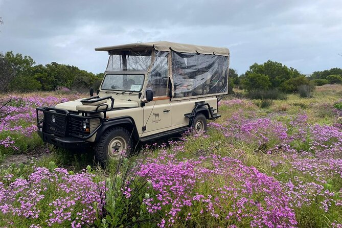Safari Game Drive - Yzerfontein - Andre and the San Stories: More Than Animal Spotting