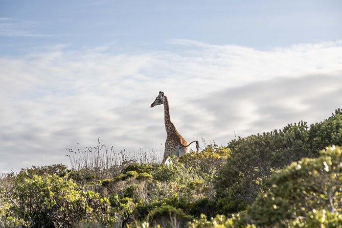 Safari Game Drive - Yzerfontein - The Vehicle Choice: Why a 9-Seater Land Cruiser Changes the Experience