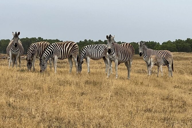 Safari Game Drive - Yzerfontein - Coffee, Tea, Snacks, and What to Bring for Drinks