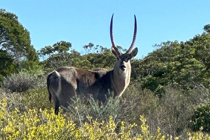 Safari Game Drive - Yzerfontein - Price and Value: Why This Often Feels Fair for the Time