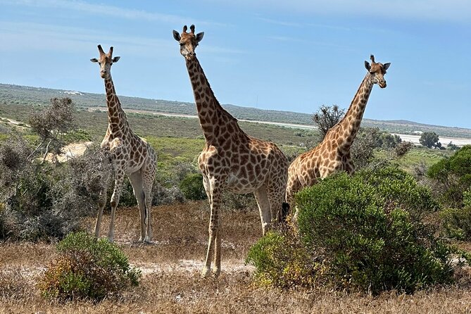 Safari Game Drive - Yzerfontein - Entering the Reserve: Meet at West Coast Safaris, Then Roll to the Gate