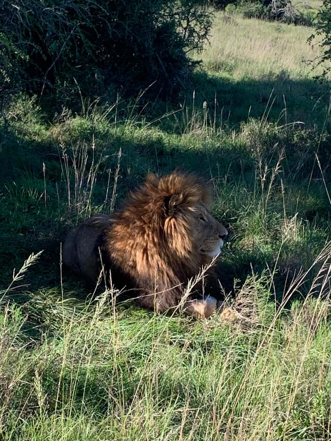Safari into Schotia Full Day Tour - Schotia Private Game Reserve, and why a full day matters