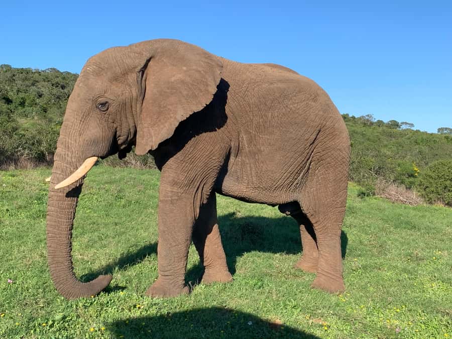 Safari into Schotia Full Day Tour - The open vehicle drive: comfort, views, and simple rules