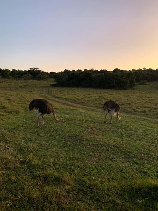 Safari into Schotia Full Day Tour - How the ranger turns animal spotting into real learning