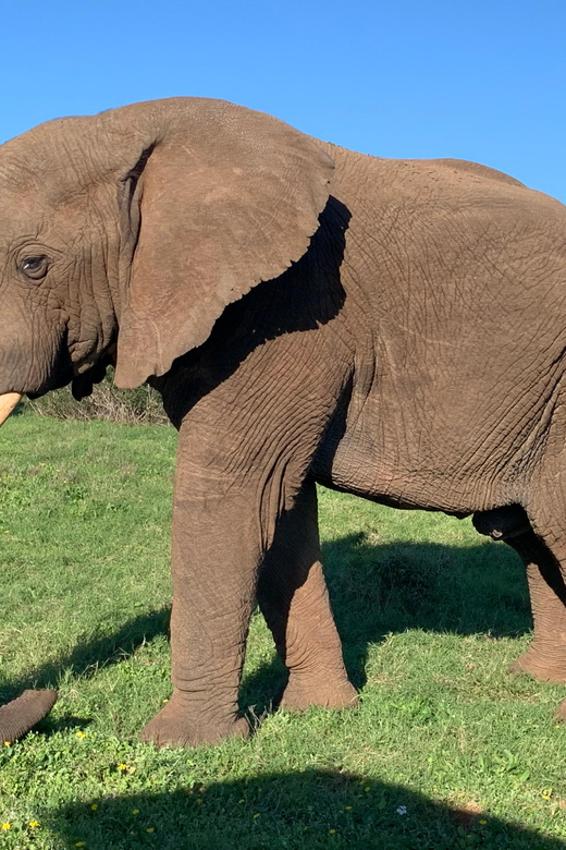 Safari into Schotia Full Day Tour - Price and value: is $233 fair for a full day?