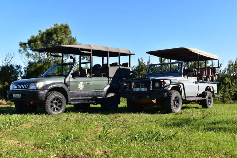 Safari into Schotia Full Day Tour - Chasing the Big Five: what you can realistically expect