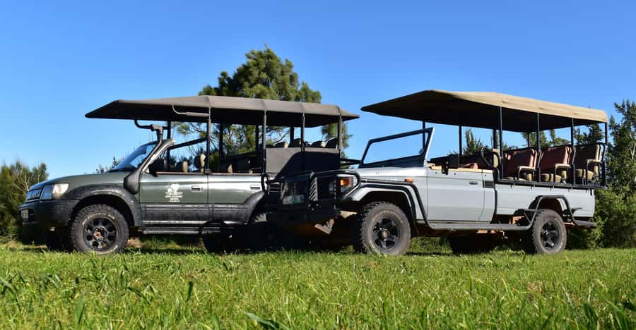 Safari into Schotia Half Day Tour - Schotia Private Game Reserve: what this half-day really delivers